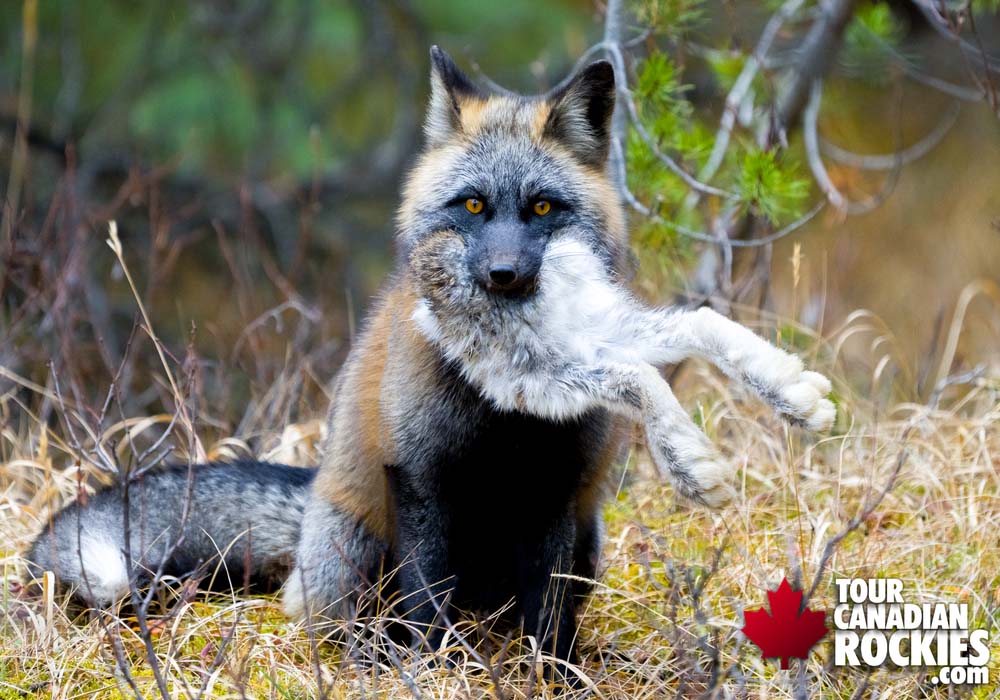Canadian Rockies Jasper Wildlife Tours Cross Fox