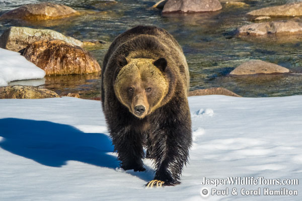 Jasper Wildlife Tours Grizzly Bear Approaches