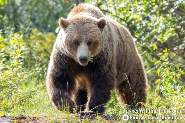 Jasper Wildlife Tour Grizzly Bear Approaches