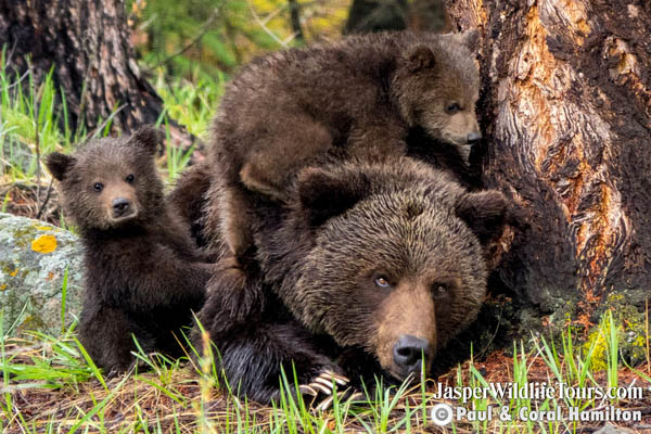 jasper bear tours