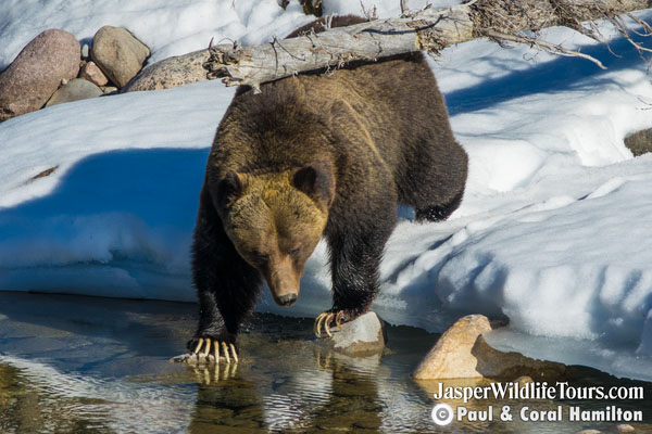 Jasper Wildlife Tour Grizzly Bear Maligne River