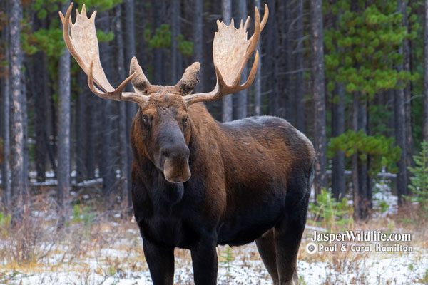 Jasper Winter Wildlife Tours Big Bull Moose