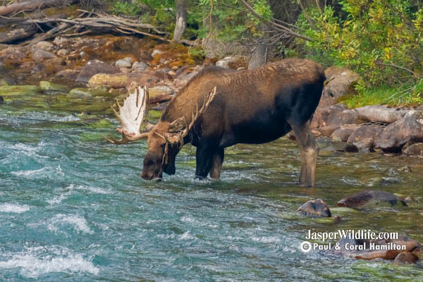 Jasper Winter Wildlife Tours Huge Bull Moose in Maligne River